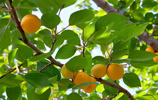 立夏吃個杏，到老沒有病