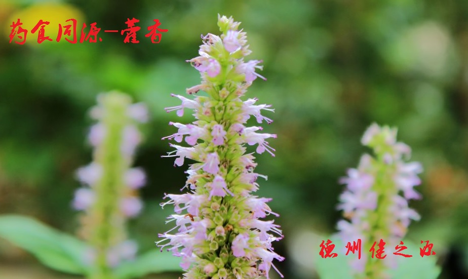 藿香薄荷茶，炎炎烈日的防暑茶