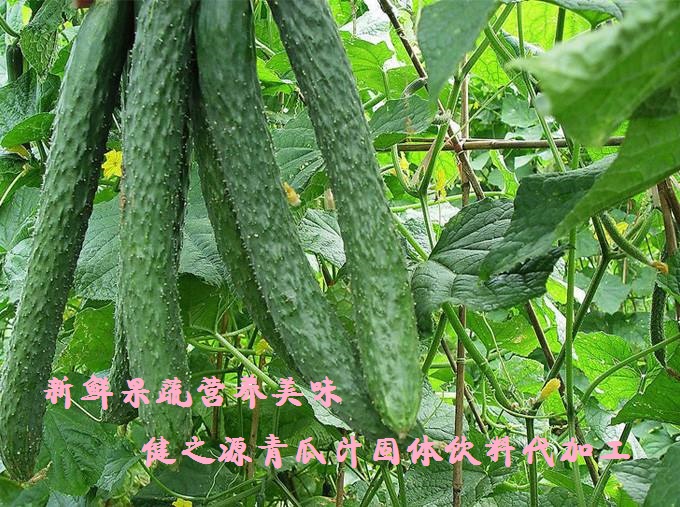 青瓜的六大營養(yǎng)價值，你知道嗎？
